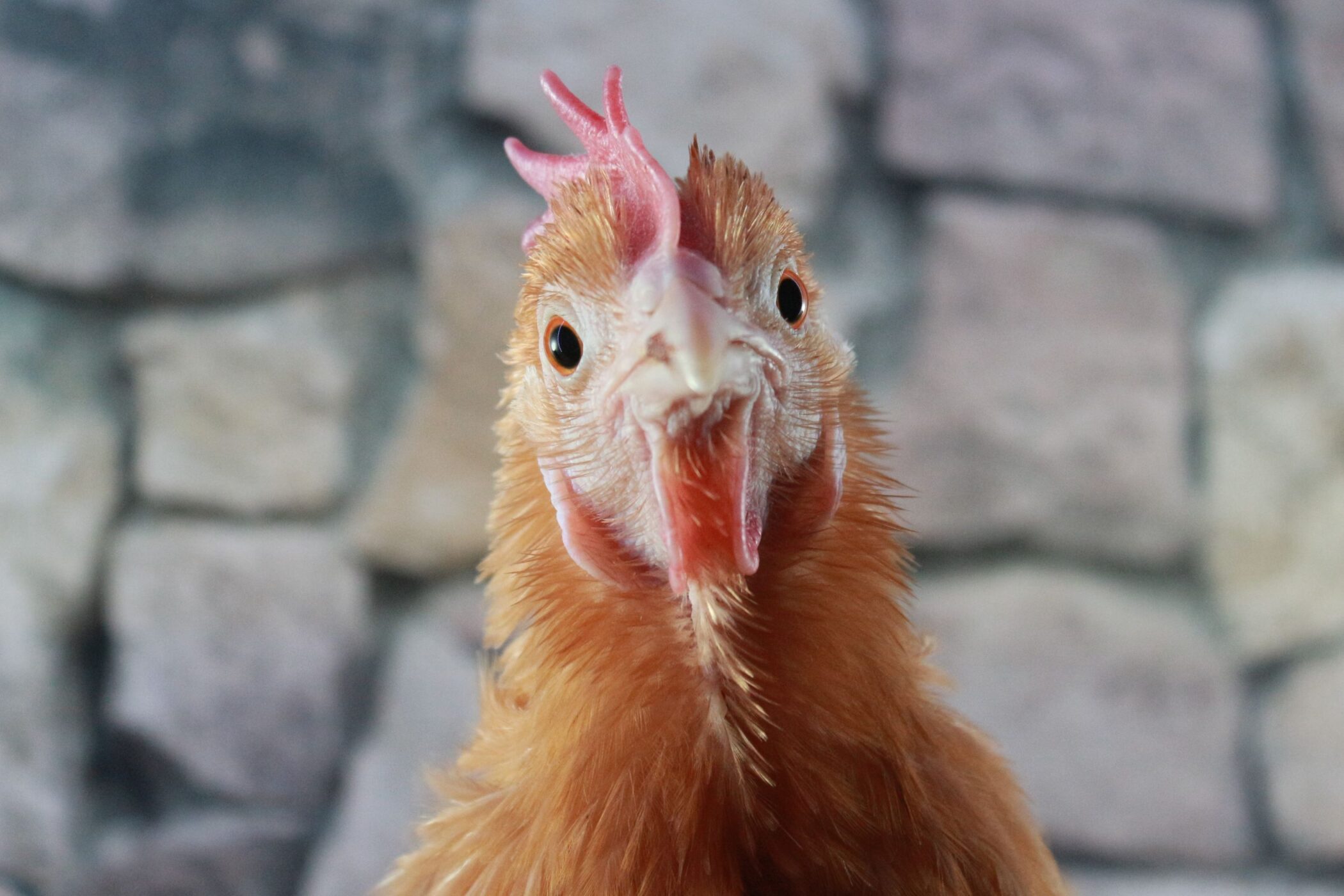 New Guide to Cleaning a Chicken Coop | Step-by-Step