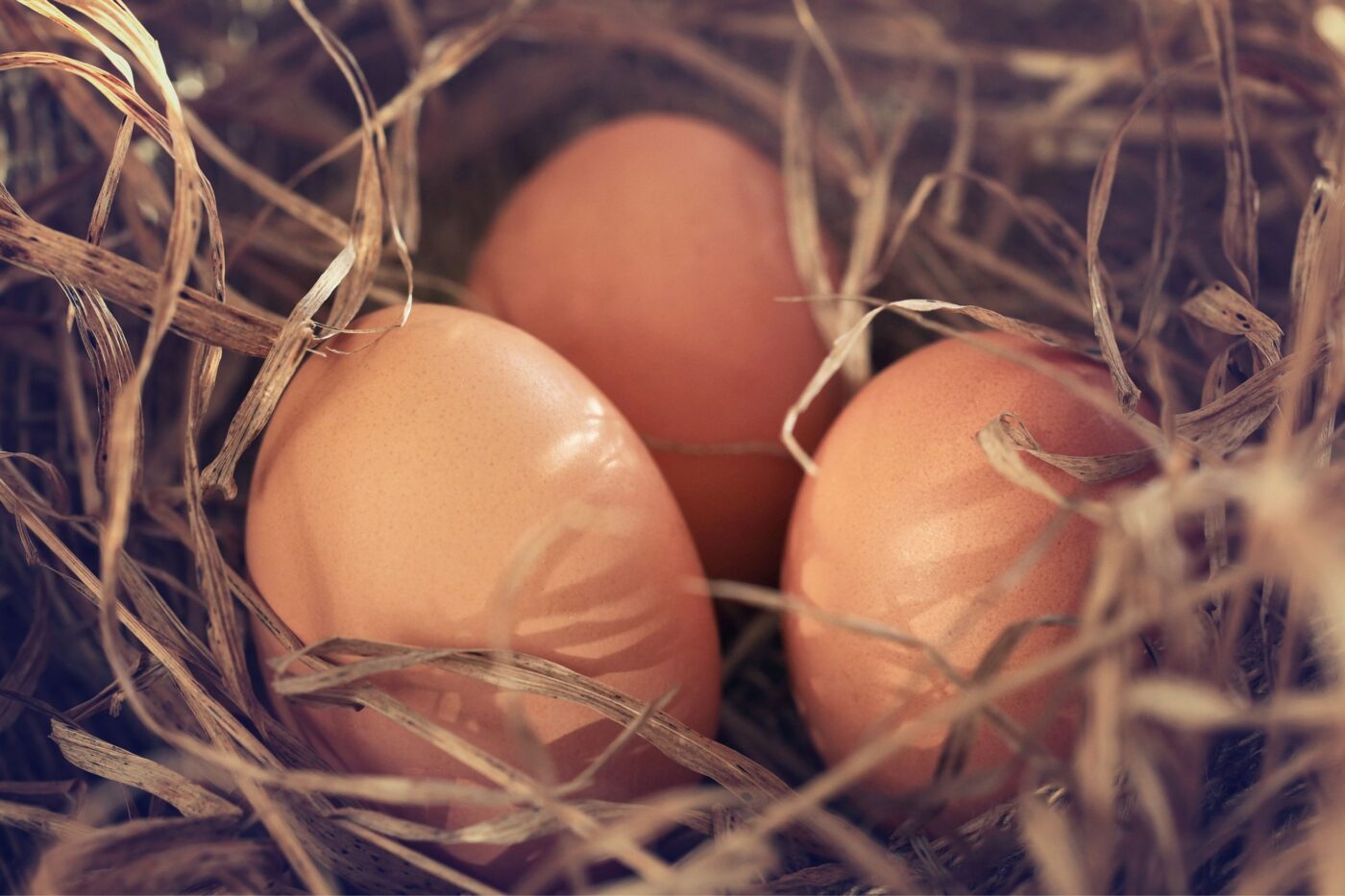 Washing Eggs - The Why And How - The Happy Chicken Coop