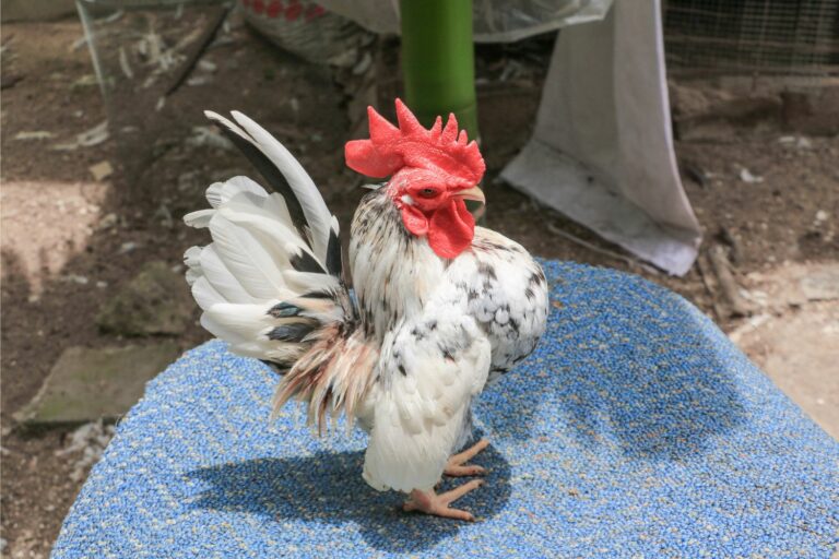 exotic chickens serama chickens