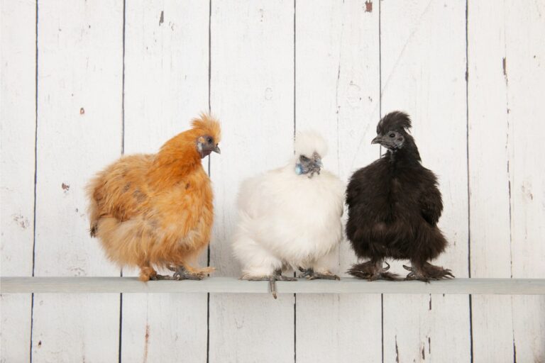exotic chickens silkies