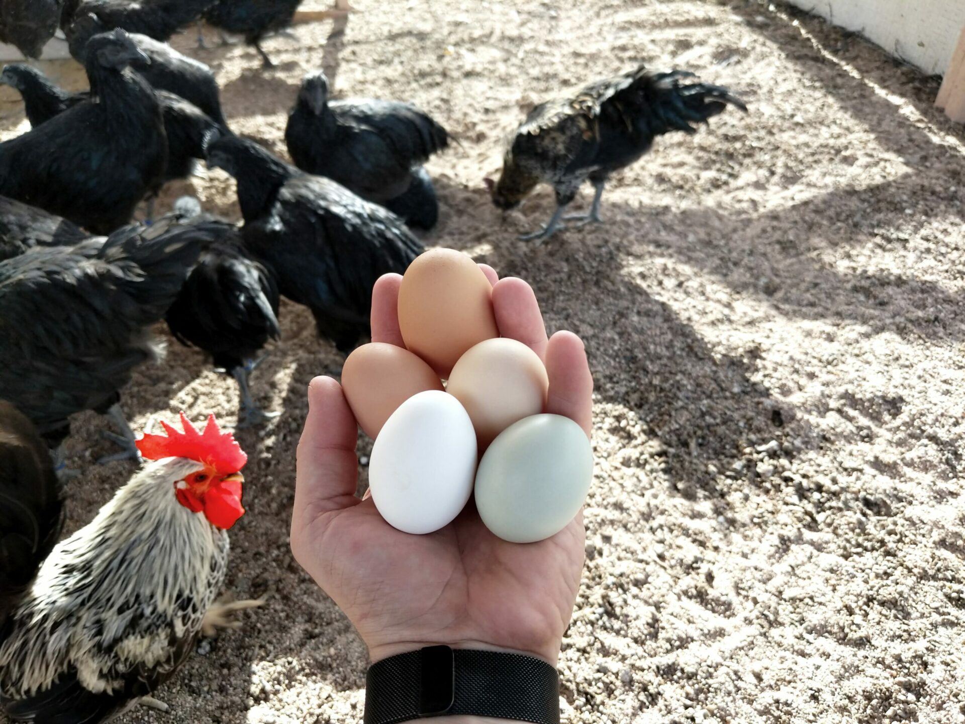 Handfull of multi colored eggs