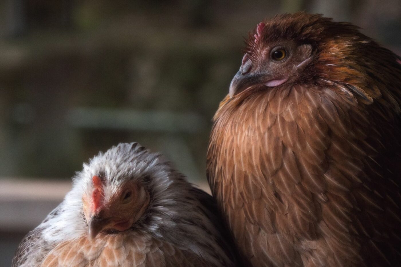 Keeping Your Chicken Coop Cozy and Safe During Winter