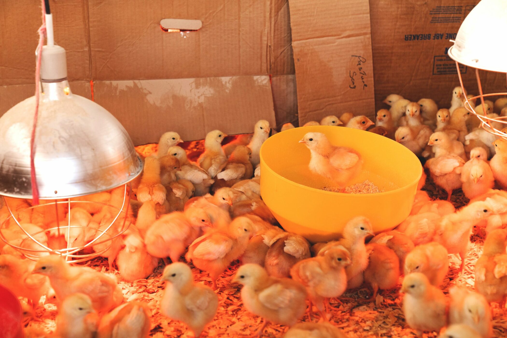 How to Keep Chickens Warm in Winter-heat keep chickens warm in winter