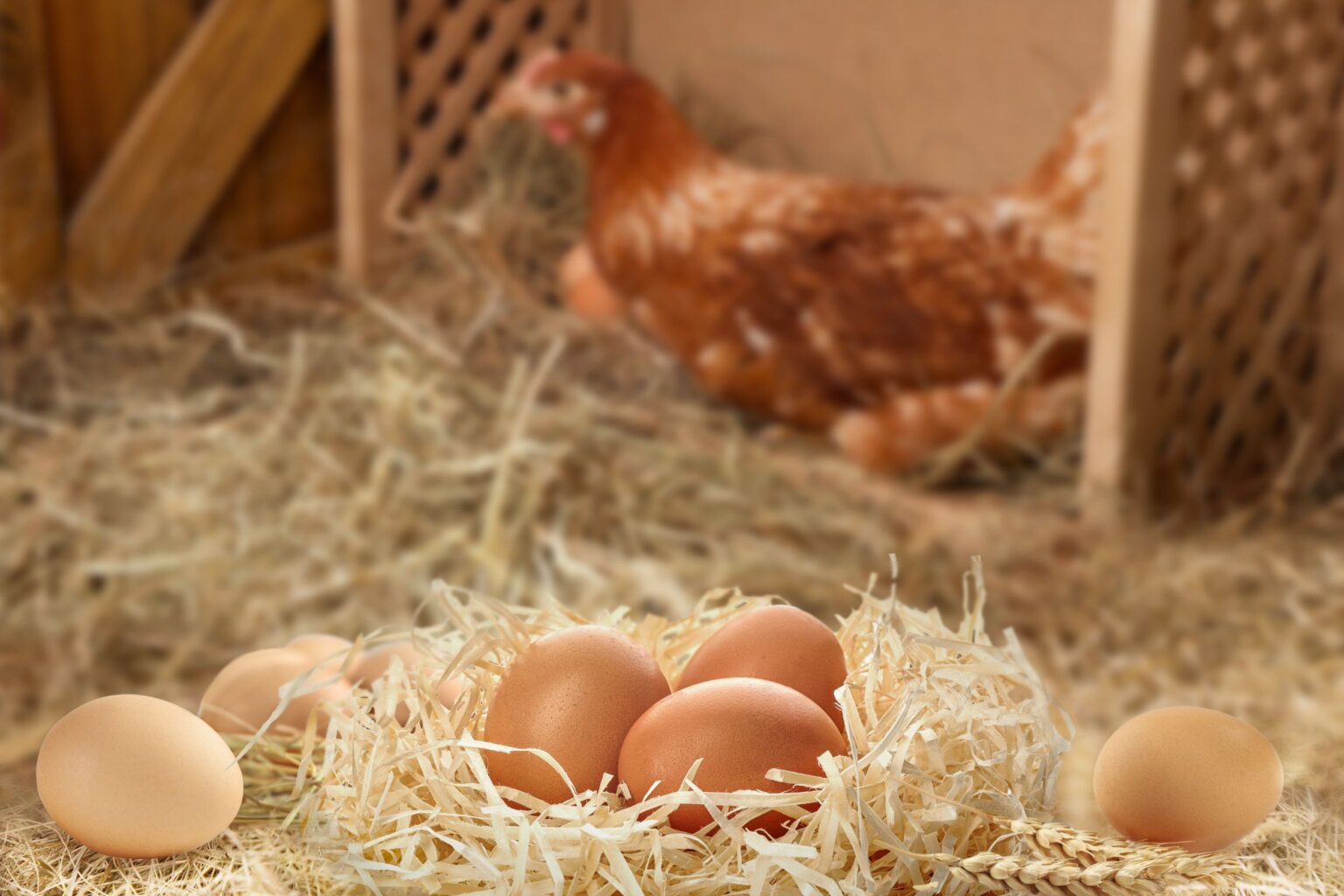 How to Keep Chickens Warm in Winter | 11 Helpful Tips
