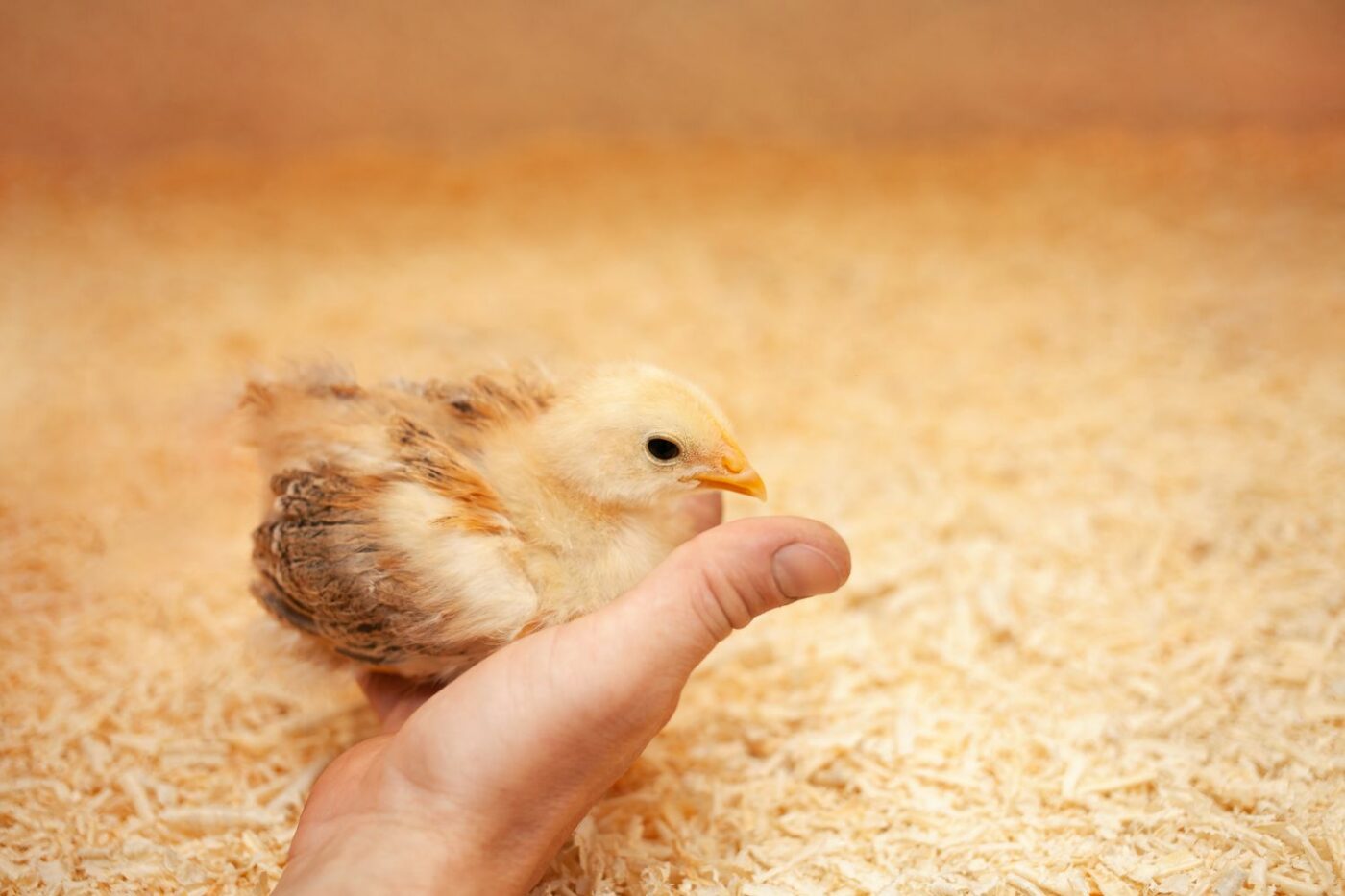 To Insulate or Not to Insulate  BackYard Chickens - Learn How