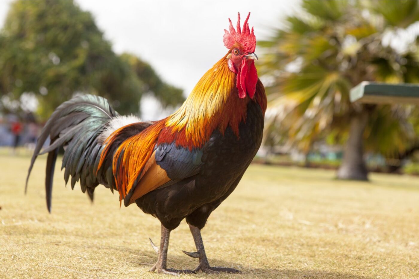 8 Exotic Chickens for your Backyard