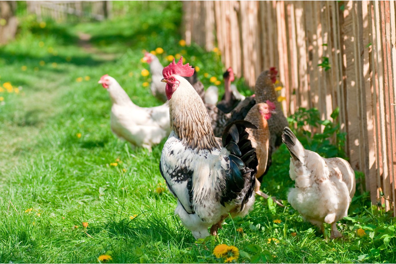 9 Reasons to Keep a Rooster and How to Succeed At It