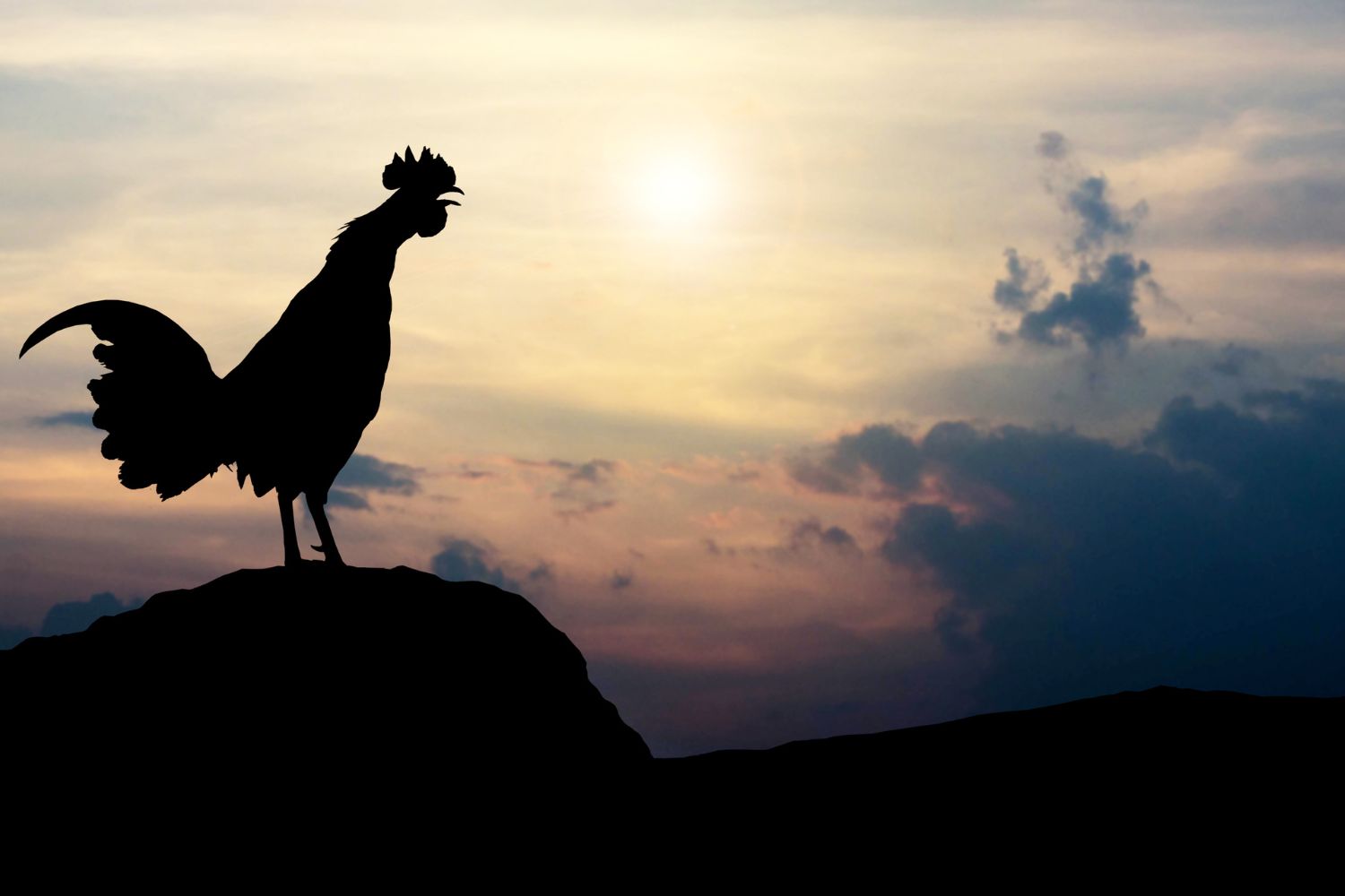 9 Reasons to Keep a Rooster and How to Succeed At It