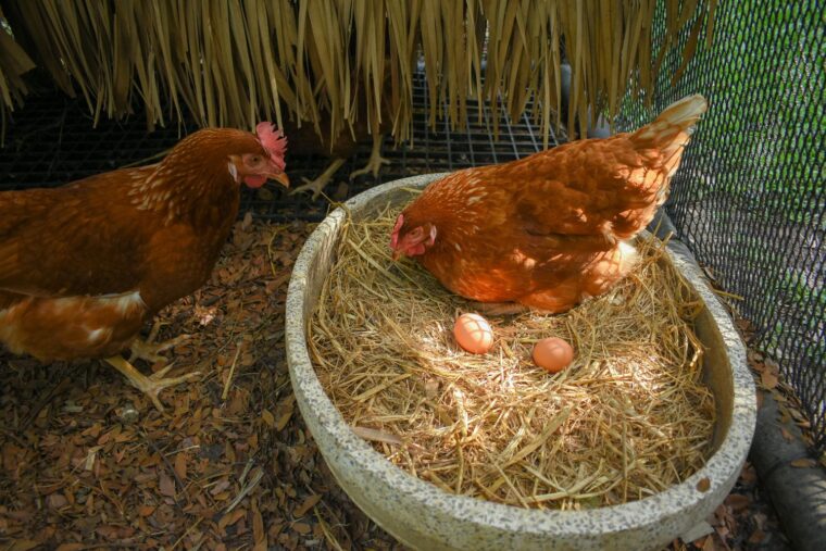 Easy Clean Chicken Coop | Keep Your Chickens Healthy