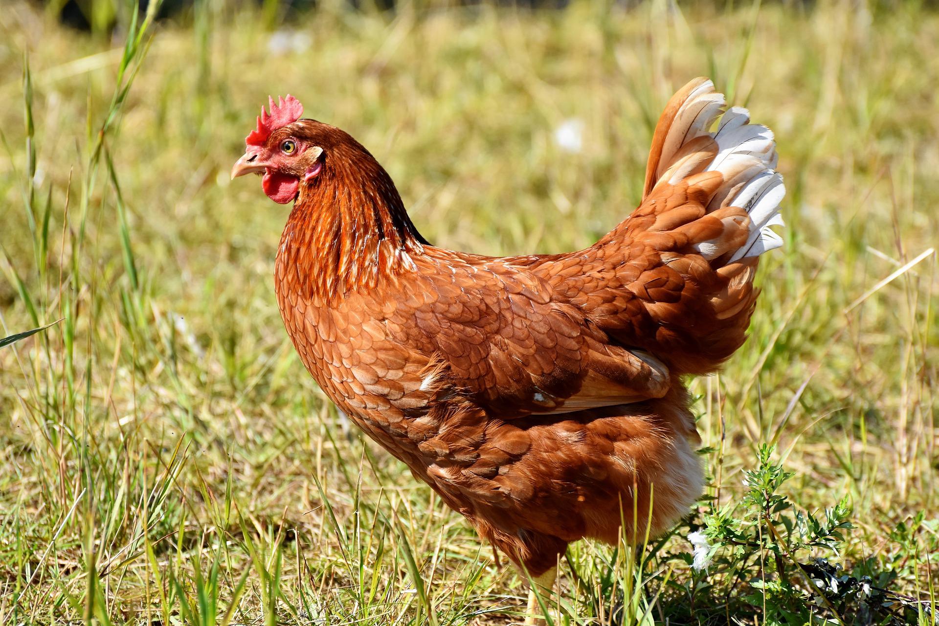 When Do Chickens Start Laying Eggs and How To Help Them Start