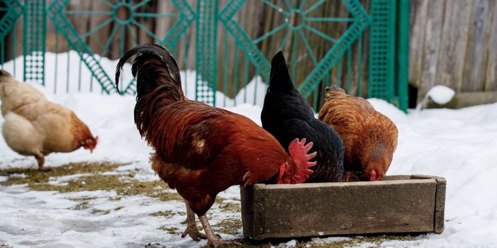 7 Best Chicken Breeds for the Aspiring Chicken Farmer - The Hen House  Collection