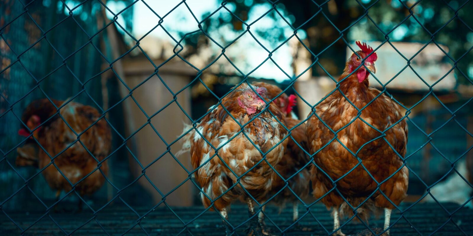 Feather damage  BackYard Chickens - Learn How to Raise Chickens