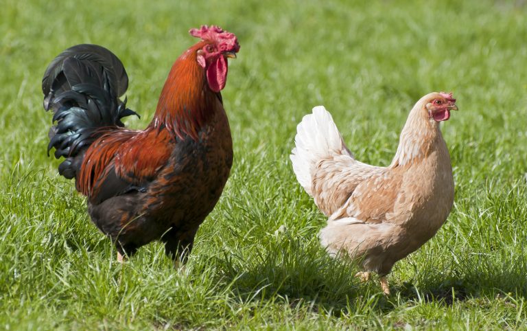 chicken coop size Free Range Chickens