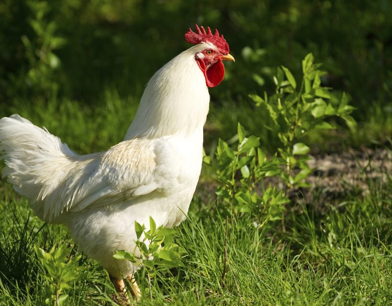 chicken coop size White Leghorn Chicken