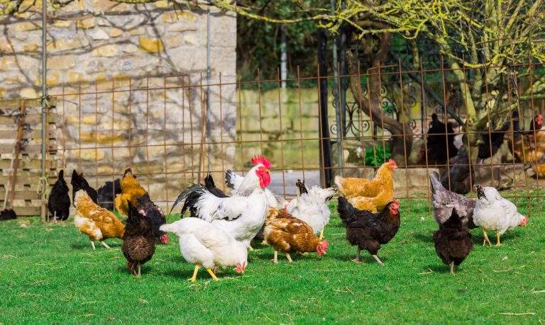 guide to raising chickens by hen house