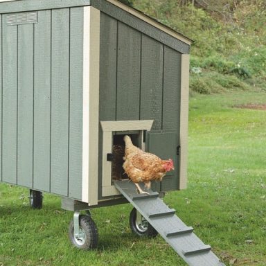 how to raise chickens in your backyard