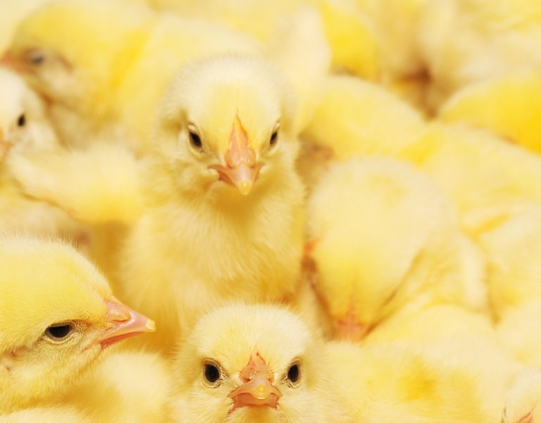 Baby chicks cost money to raise