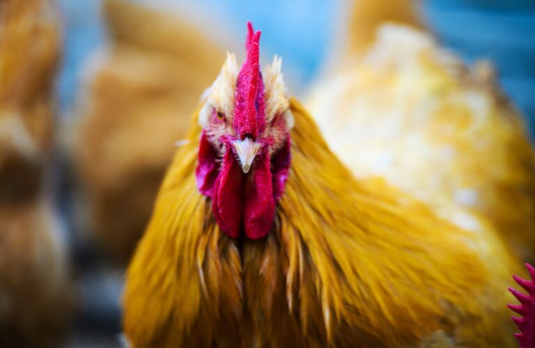 Raising Backyard Chickens How To Care For Your Chickens 