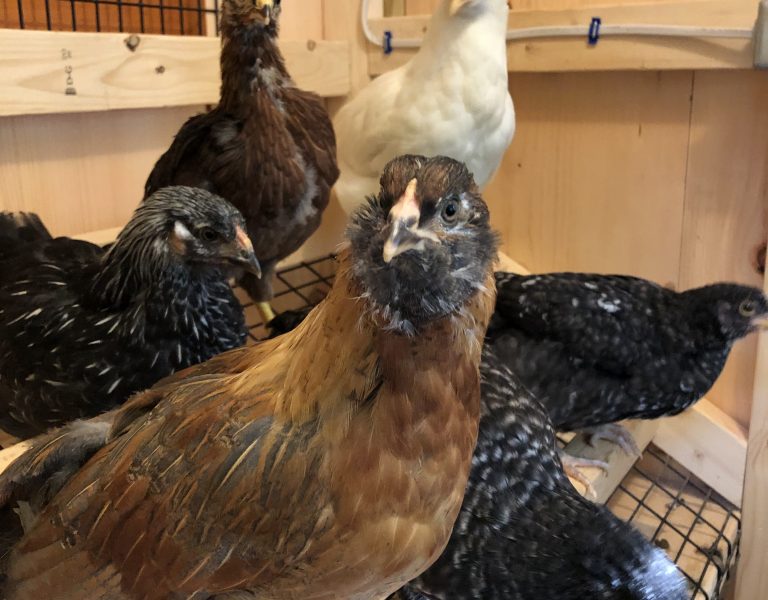 chickens in a chicken coop in connecticut