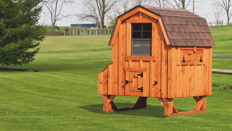 barn style chicken coops 4x4 Dutch With board and batten siding 78” high 14” off ground 4 nesting boxes Cedar stain Walnut brown shingles 1600x1600 1