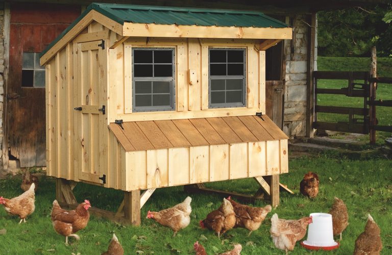 amish chicken coop builder