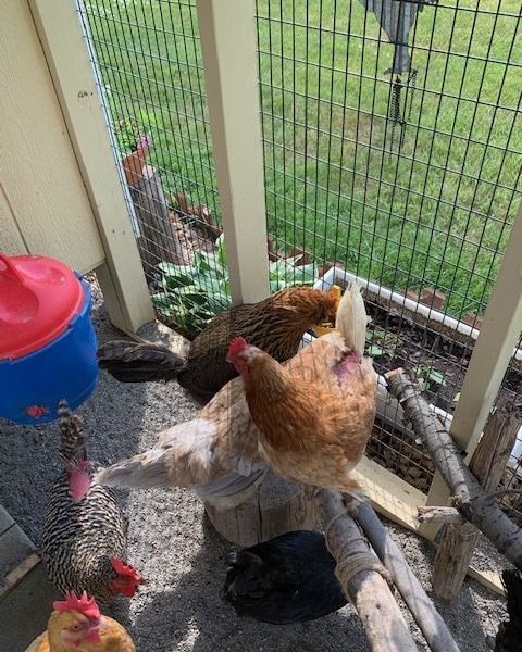 chicken coop with run chickens