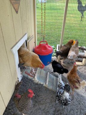 chicken coop with run 5