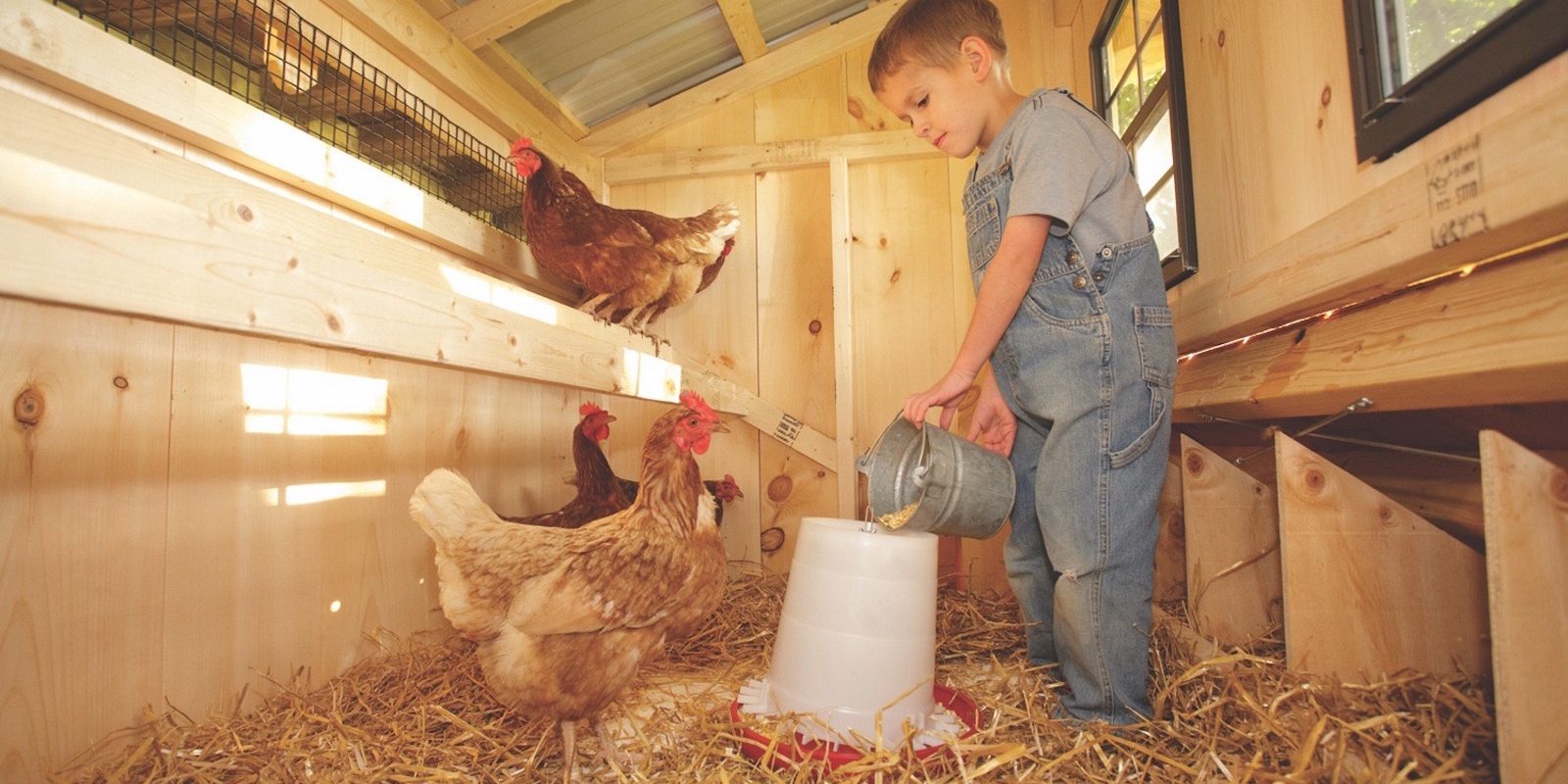 Inside A Chicken Coop 8 Essential Features