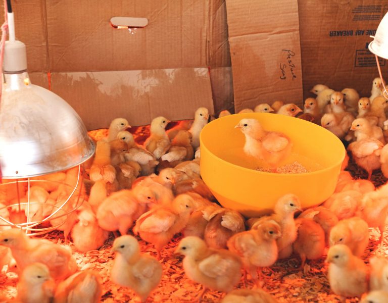 new-guide-to-keep-chickens-warm-in-winter-healthy-chickens