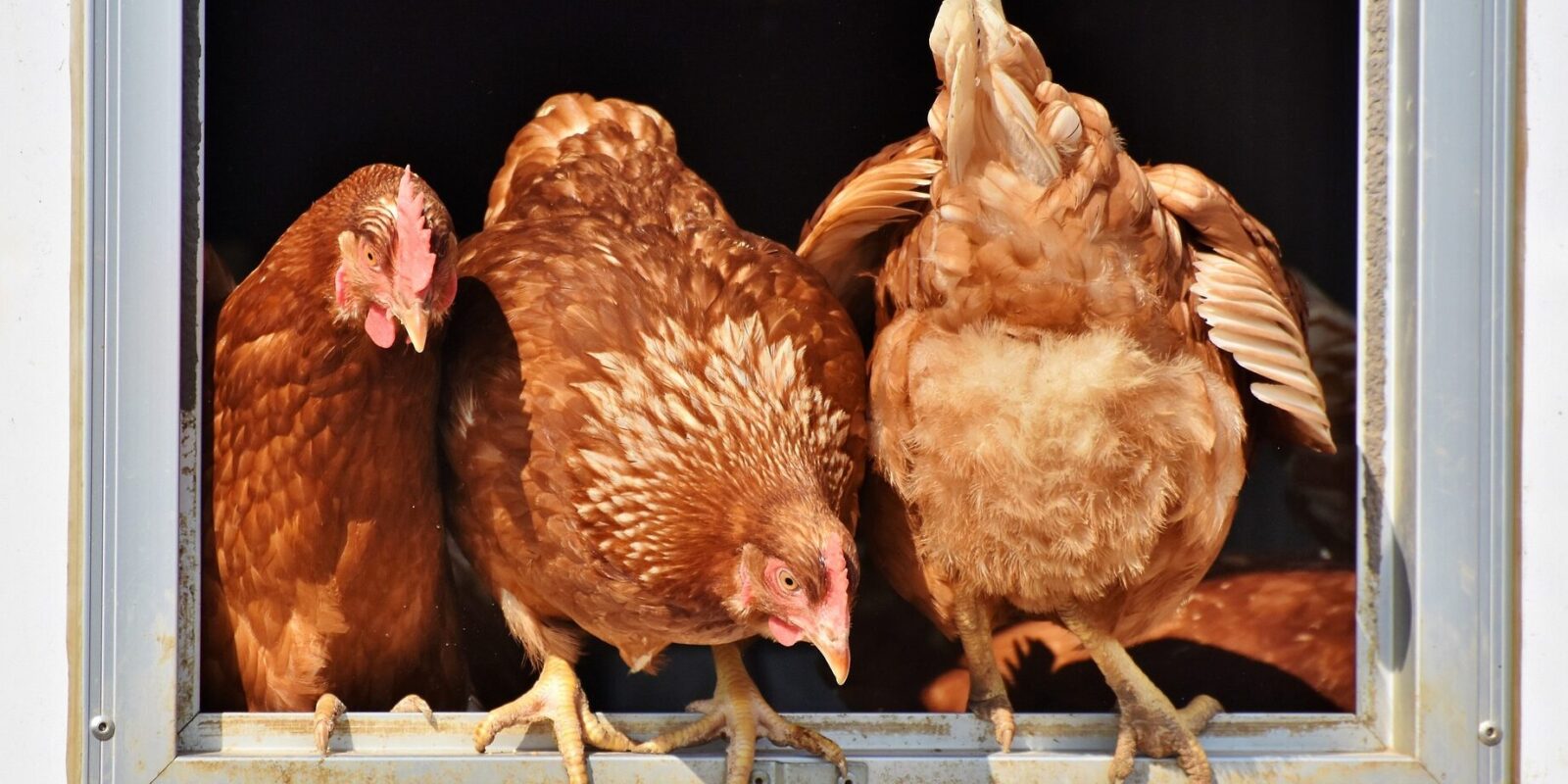 Cold weather chickens - 8 things NOT to do to in winter - My Pet