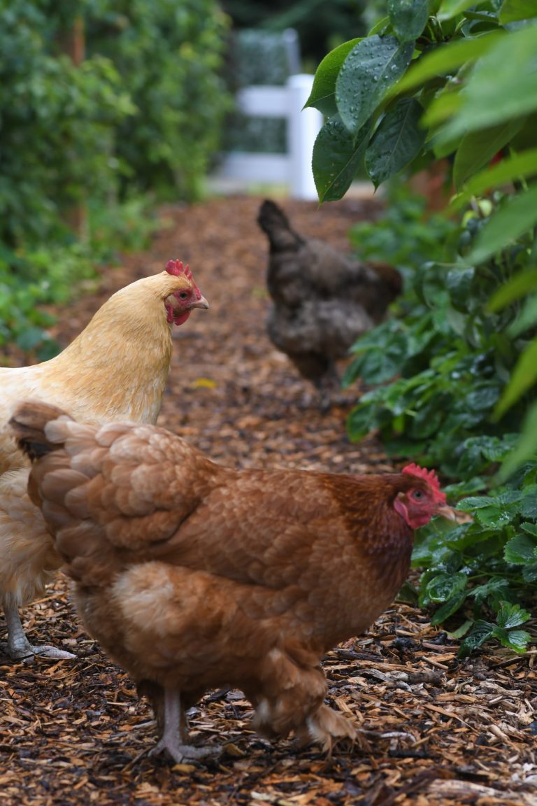 Guide To Raising Chickens Step By Step Benefits Of Raising Chickens