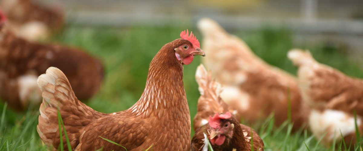 raising backyard chickens guide