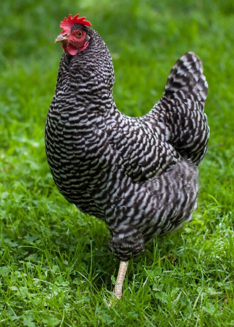 Barred Plymouth Rock Chicken Breed