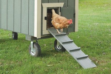chicken ramp