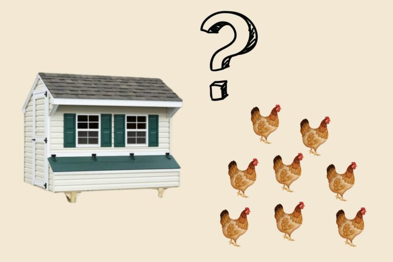 number of chickens in a coop