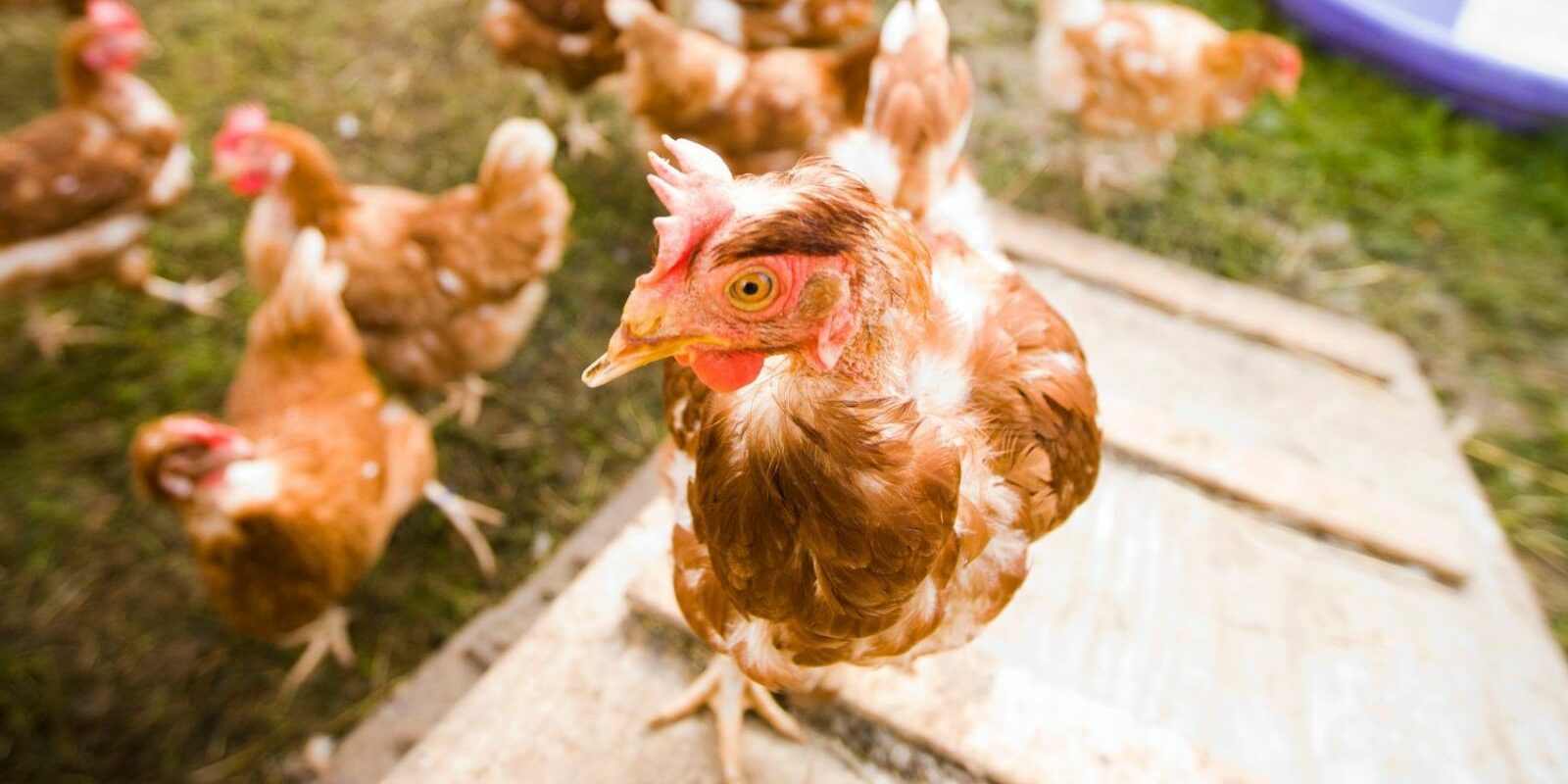 High-Strength Plastic Netting for Chicks, Chickens Breeding