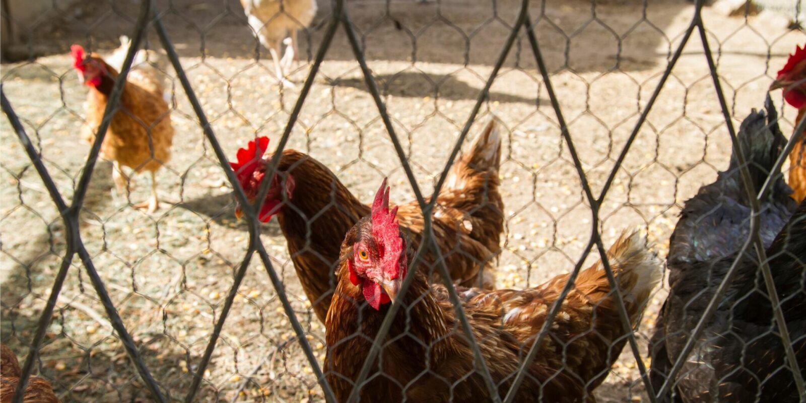 Cedar Acres Coop!  BackYard Chickens - Learn How to Raise Chickens