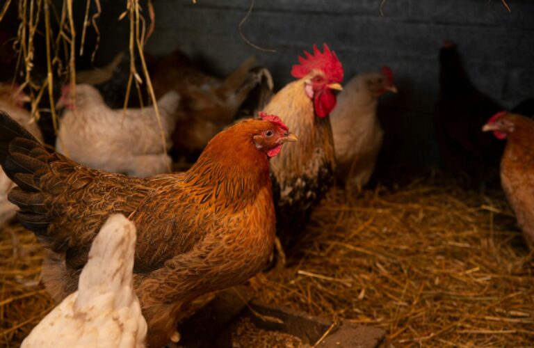 Inside a Chicken Coop: 8 Essential Features