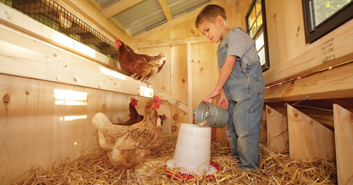 https://thehenhousecollection.b-cdn.net/wp-content/uploads/hen-house-collection-coop-boy-with-chickens.jpg