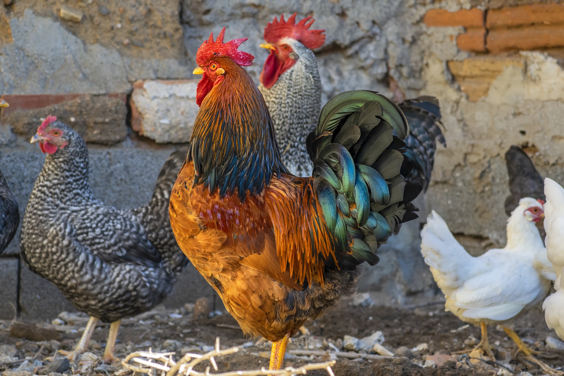 9 Reasons To Keep A Rooster And How To Succeed At It