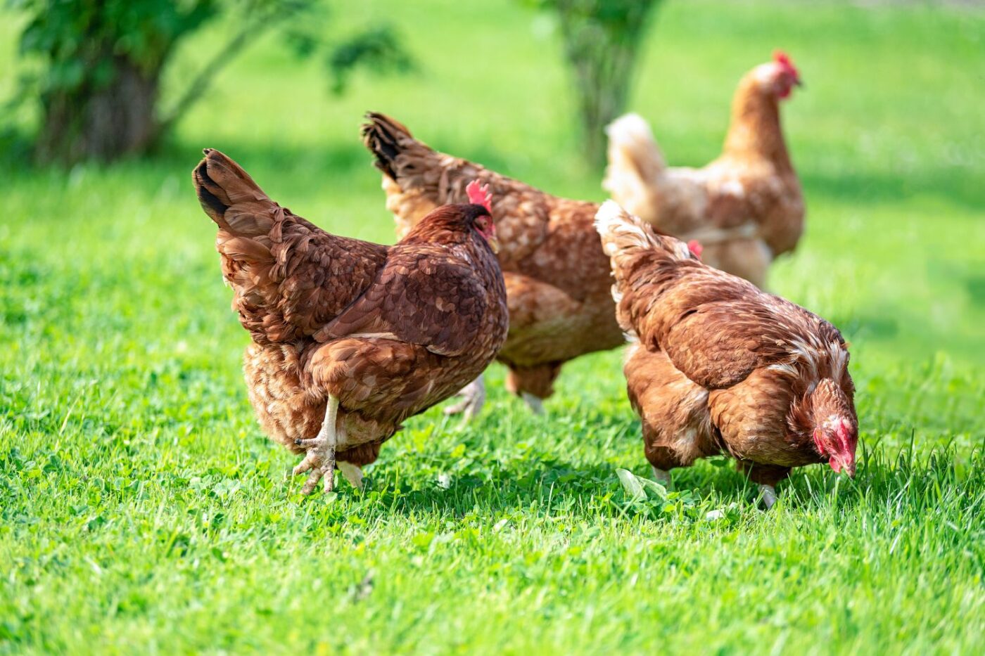 When Do Chickens Start Laying Eggs & How To Help Them Start